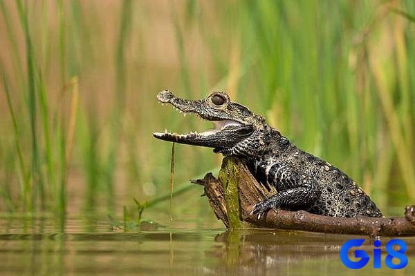 Con số tài lộc khi mơ thấy cá sấu xuất hiện