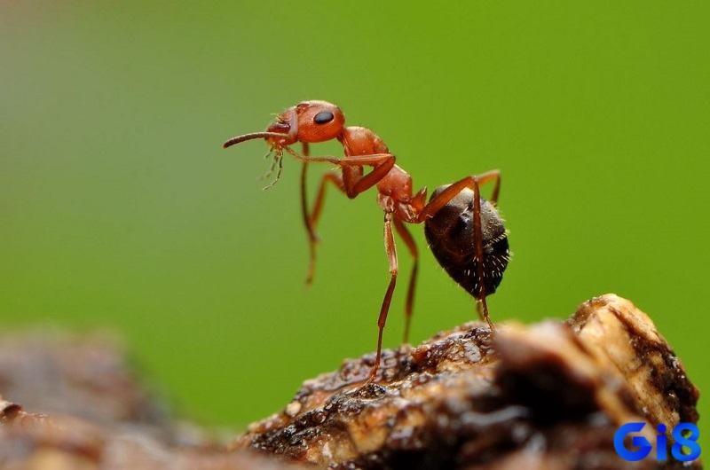 Kiến thường được xem là biểu tượng của sự chăm chỉ