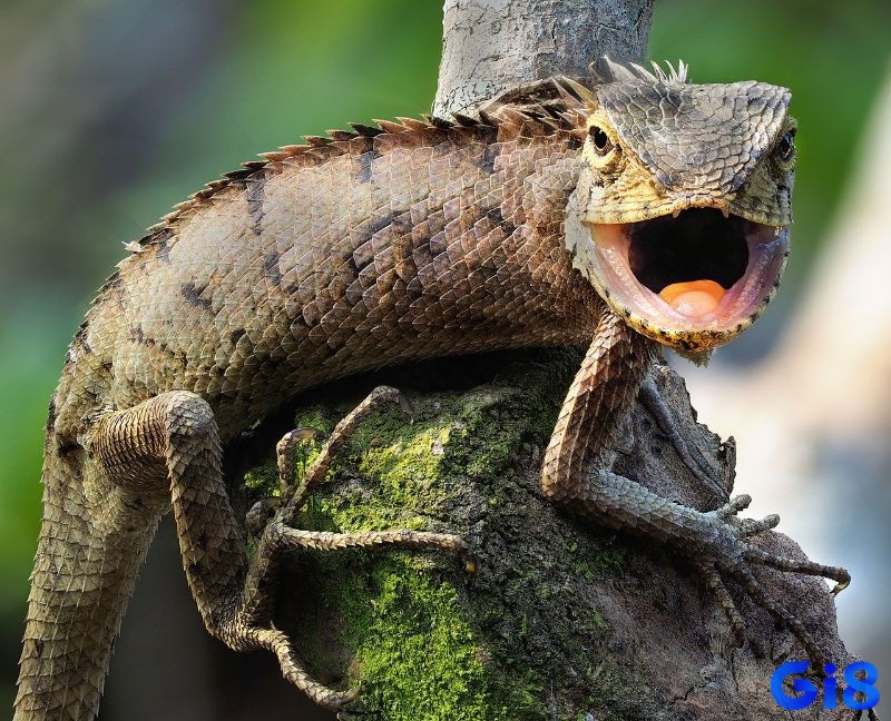 Mơ thấy kỳ nhông đen thường biểu thị sự lo lắng