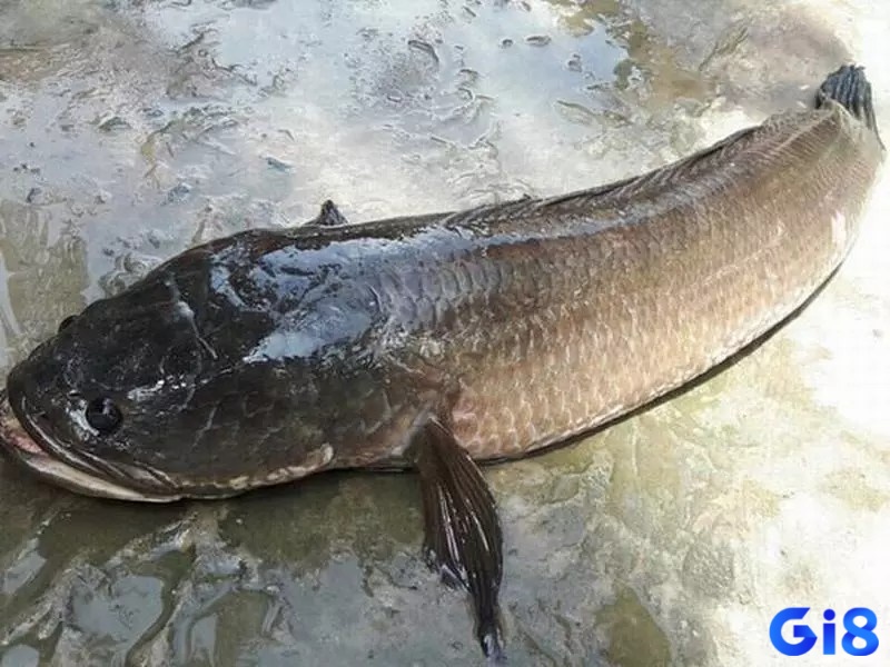 Mơ thấy cá lóc cùng bộ số đi kèm nâng cao tỷ lệ trúng