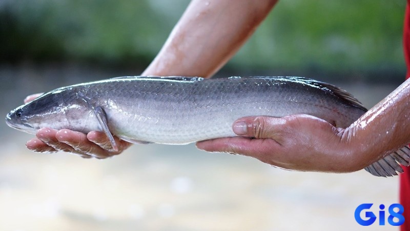Mơ thấy cá lóc mang tới cơ hội cải vận cho chủ mộng