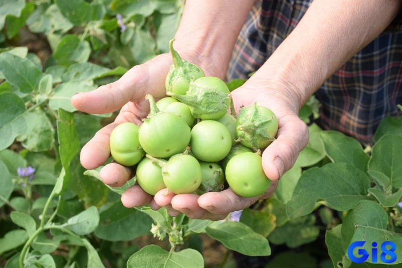 Giấc mơ thấy quả cà có thể là điềm tốt hay xấu tùy bối cảnh