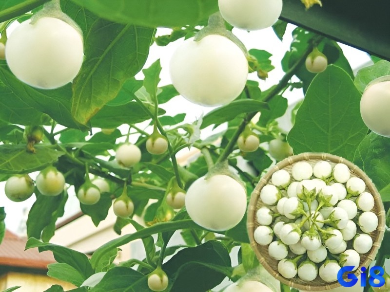 Mơ thấy quả cà đánh đề con gì được lý giải dựa trên tình huống mơ