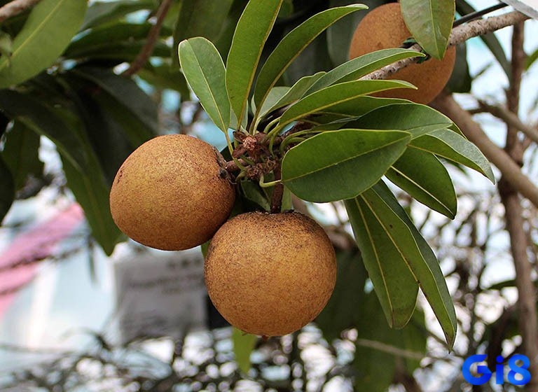 Mơ thấy quả hồng xiêm đánh đề con gì còn tùy thuộc vào chi tiết mơ