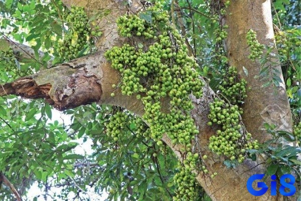Mơ thấy quả sung chứa đựng nhiều thông điệp tâm linh