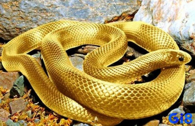Chiêm bao thấy rắn vàng là lời nhắc nhở đề thủ cần phải cẩn thận