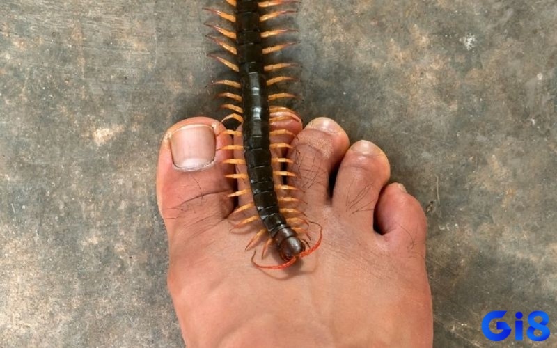 Mơ thấy bị rết cắn nhắc nhở đề thủ cần cẩn trọng hơn trong các mối quan hệ