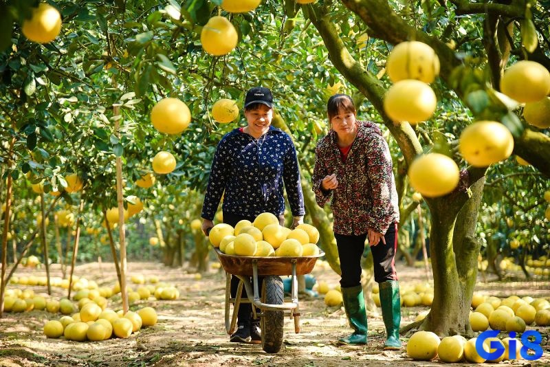 Nằm mơ thấy hái bưởi báo hiệu rằng bạn đang có nhiều cơ hội phát triển trong công việc