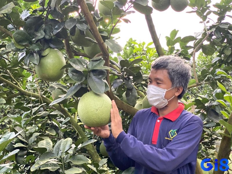 Ngủ mơ thấy đang cầm bưởi trên tay báo hiệu rằng cơ hội may mắn đang đến gần