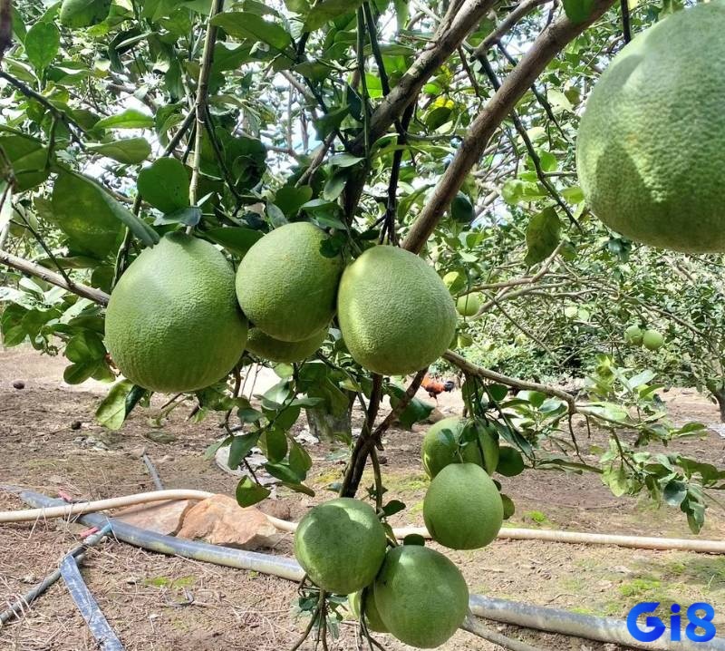 Ngủ mơ thấy vườn bưởi ám chỉ rằng mối quan hệ tình cảm đang đứng trước nguy cơ tan vỡ