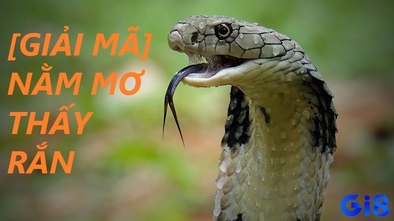 Mơ rắn cắn là giấc mơ cảnh báo về những nguy hiểm sắp đến gần anh em