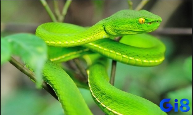 Mơ rắn lục là giấc mơ về sự tiến bộ và sự phát triển trong sự nghiệp của anh em