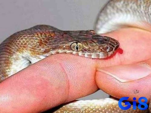 Cùng gi8 tìm hiểu về nằm mơ bị rắn cắn đánh lô con gì nhé