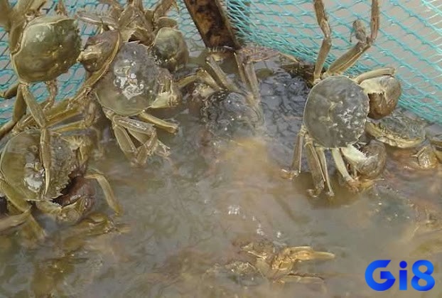 Mơ thấy cua đồng nhắc nhở đề thủ cần thận trọng hơn trong các quyết định công việc