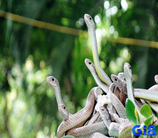 Nằm mơ thấy nhiều rắn mang tới ý nghĩa thú vị
