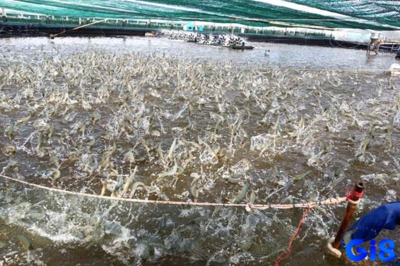 Mơ thấy tôm giúp dự đoán những sự kiện trong tương lai