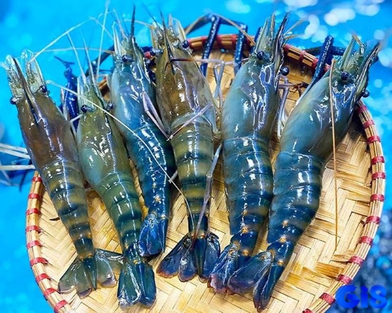 Chủ mộng có thể ăn thưởng lô đề khi mơ thấy tôm xuất hiện