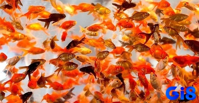 Gia chủ hình dung rõ nét trải nghiệm mơ để giải mã