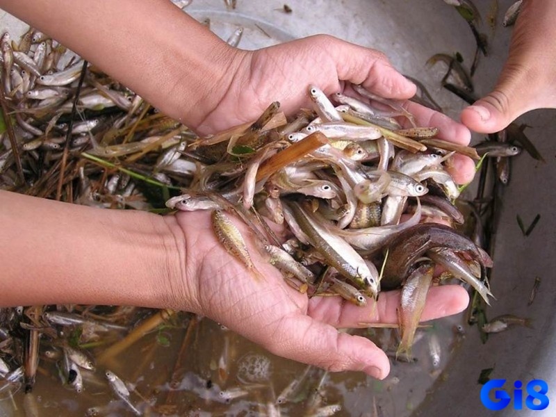 Giấc mơ thấy nhiều cá được giải mã theo từng tình tiết