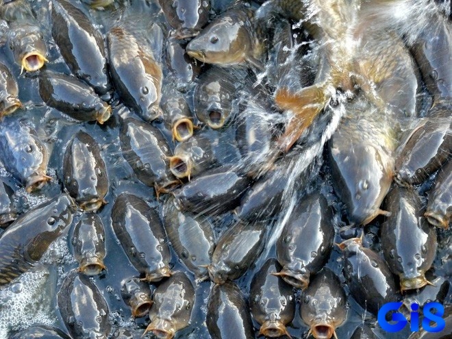 Giấc mơ thấy nhiều cá chứa đựng những ẩn ý tâm linh