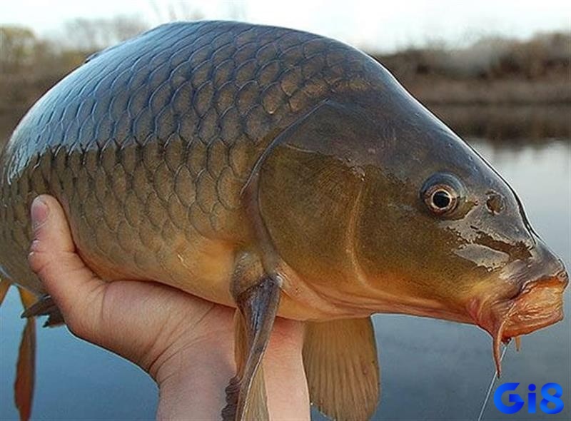 Cùng gi8 giải mã giấc mơ thấy bắt cá chi tiết