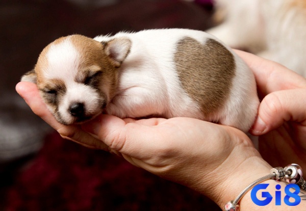 Bộ số tùy theo bối cảnh mơ thấy chó con