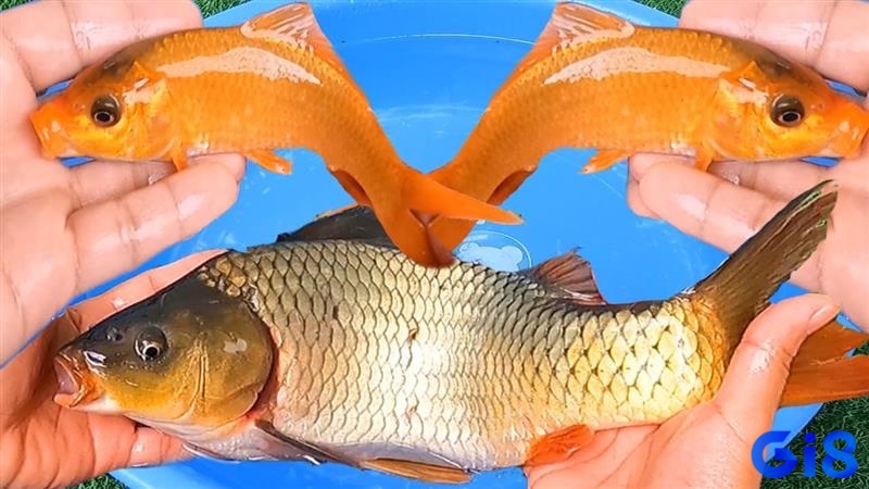 Mơ thấy cá đánh lô đề con gì? Giấc mơ về cá chép thường mang đến điềm báo may mắn, tài lộc với các con số như 05, 50, 53, 35, 55, 89, 98, và 88