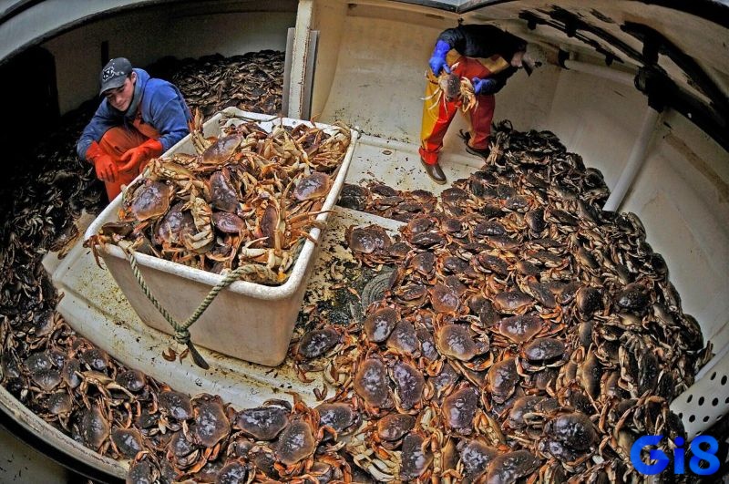 Mơ thấy nhiều cua khổng lồ tượng trưng cho áp lực lớn