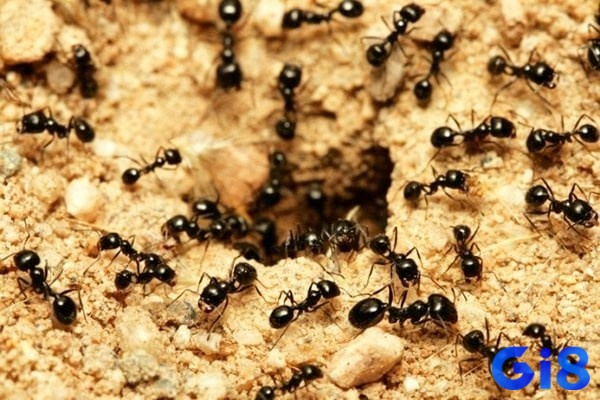 Mơ thấy nhiều kiến là dấu hiệu cho thấy tài lộc và thành công đang đến gần
