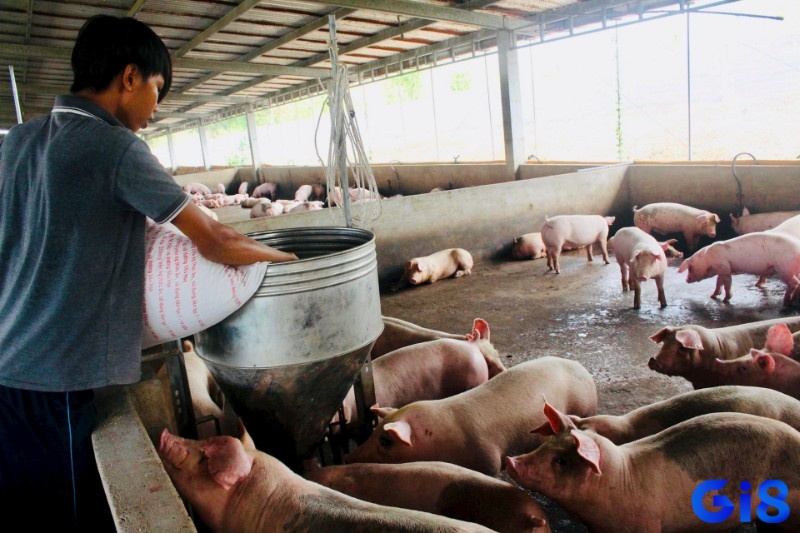 Giấc mơ thấy lợn không chỉ gợi con số may mắn mà còn phản chiếu đời sống tâm linh, văn hóa Việt