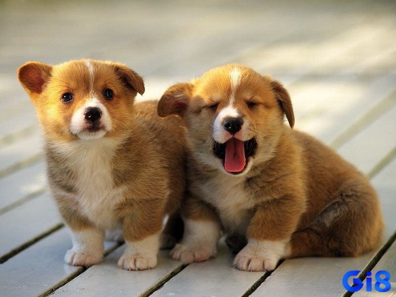 Mỗi giấc mơ thấy chó con trong từng bối cảnh khác nhau sẽ gắn với những con số riêng