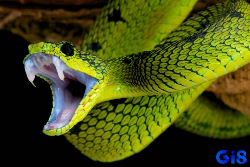 Mơ thấy rắn đuổi mang lại cho gia chủ cơ hội làm giàu chiều nay