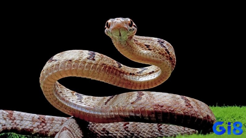 Khám phá về giấc mơ rắn