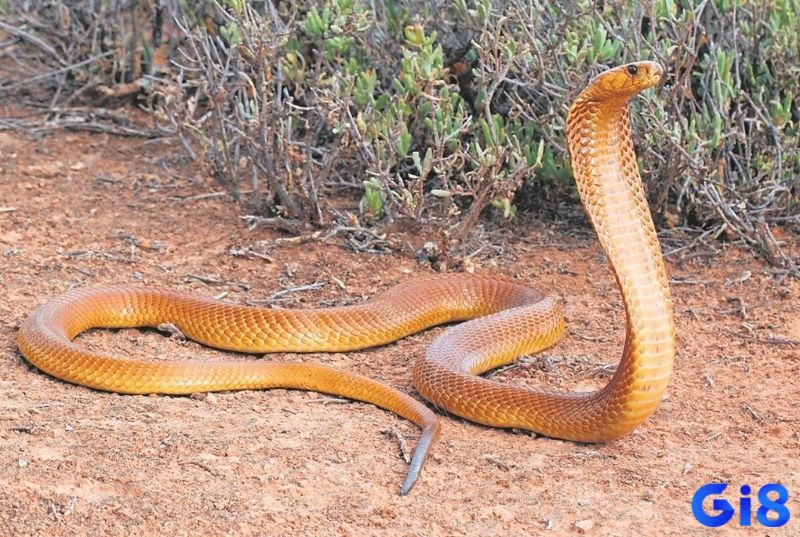 Mơ thấy rắn hổ mang vàng thể hiện cho tài lộc và sự may mắn đến với bạn