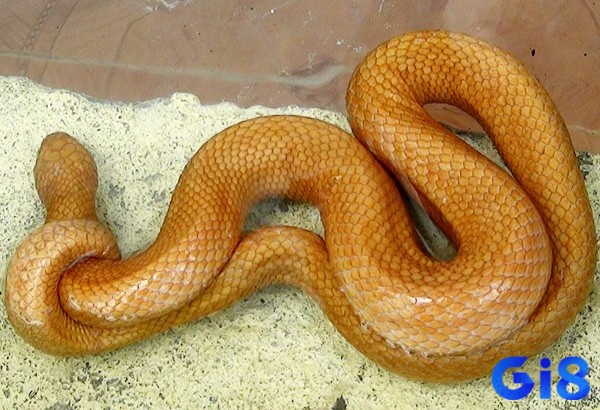 Giấc mơ thấy rắn vàng thể hiện cho sự kỳ vọng vào một thành công mới với bạn