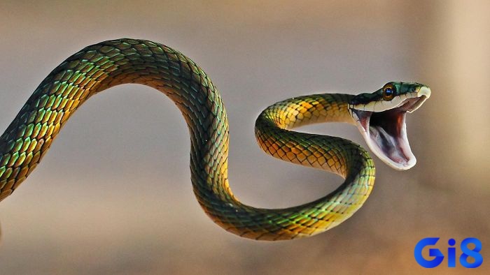 Giấc mơ thấy rắn đánh lô gì mang đến cho bạn nhiều con số may mắn mỗi ngày